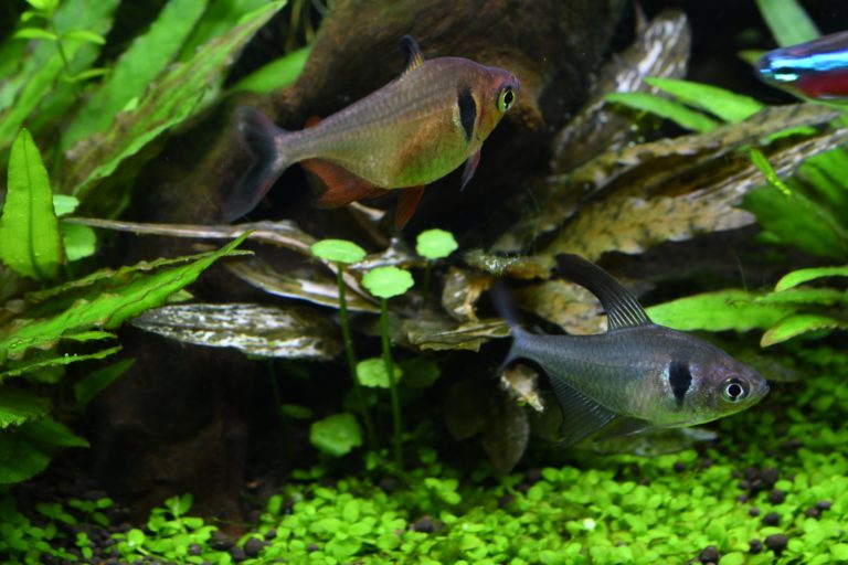 ブラックウィドウテトラの魚種プロフィール