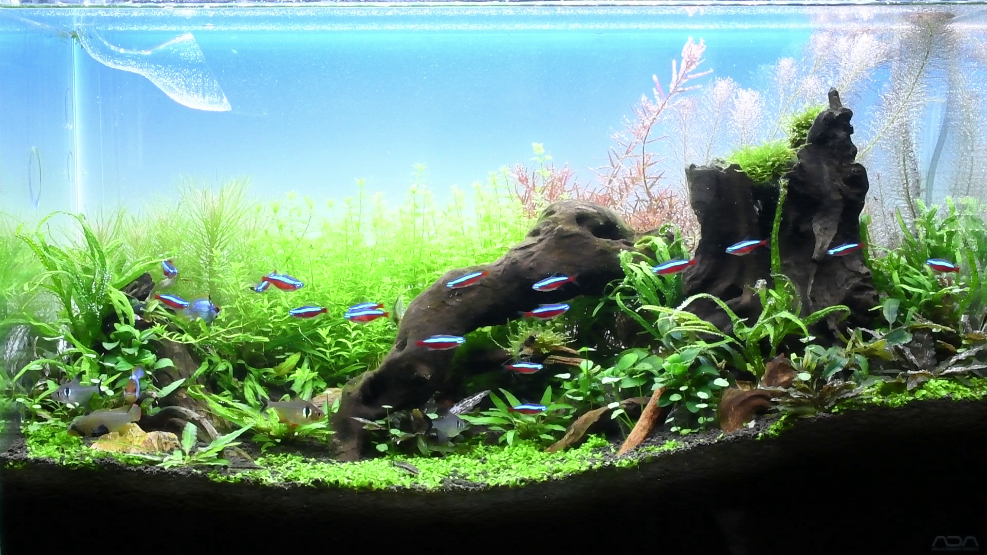 ADA ライトスクリーン 60cm魚用品・水草