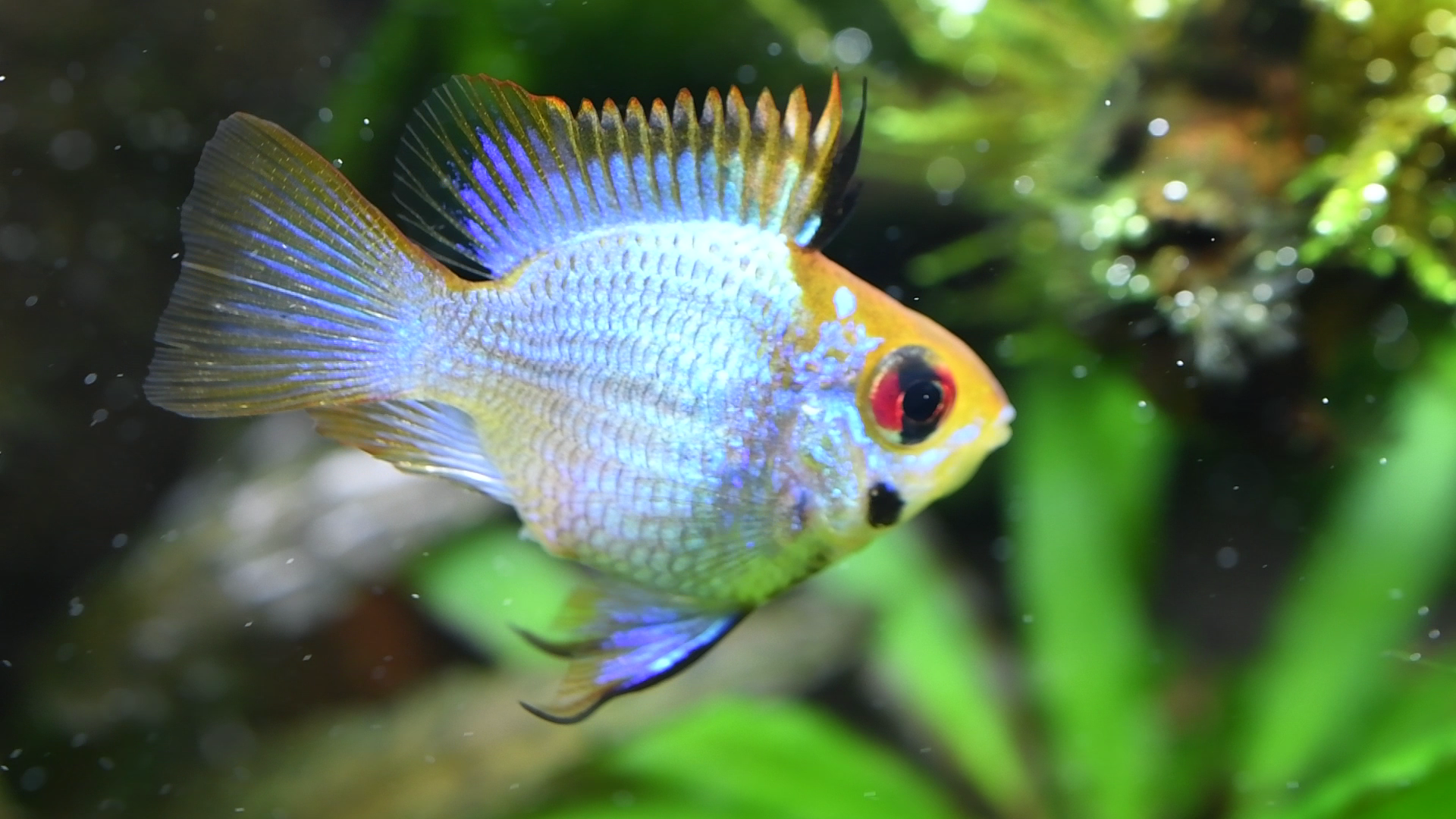 熱帯魚紹介：コバルトブルー・バルーンラミレジィ