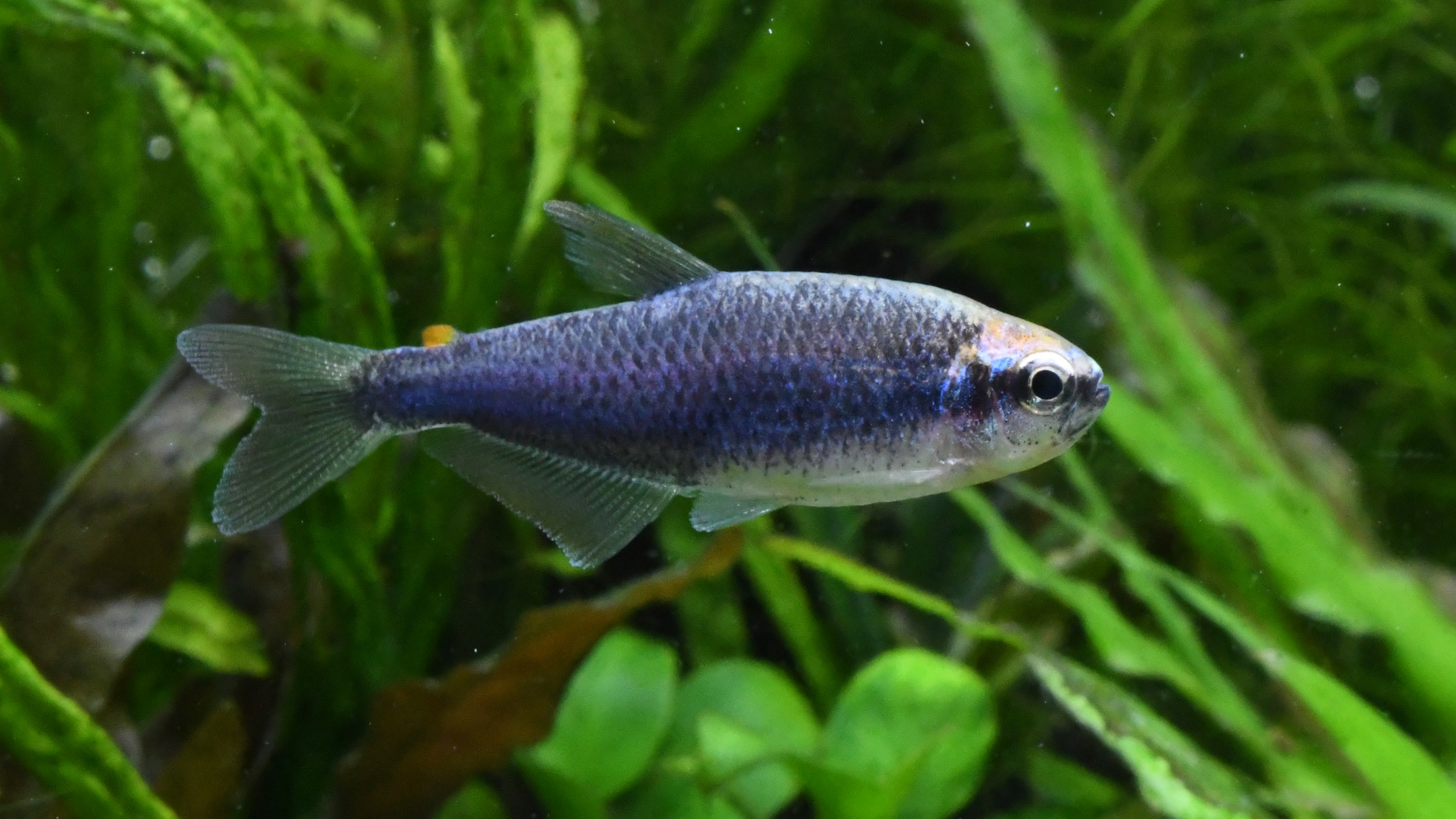 熱帯魚紹介：クールなブルー　インパイクティスケリー・スーパーブルー
