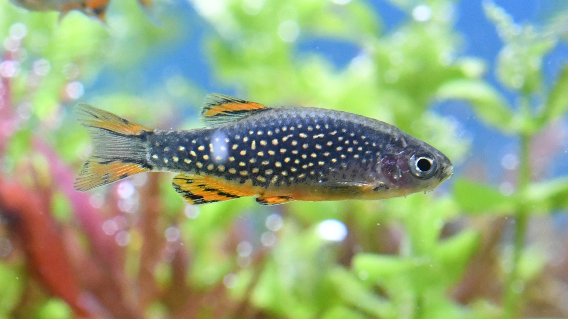 熱帯魚紹介：小っちゃくてオシャレな　ミクロラスボラsp.HANABI