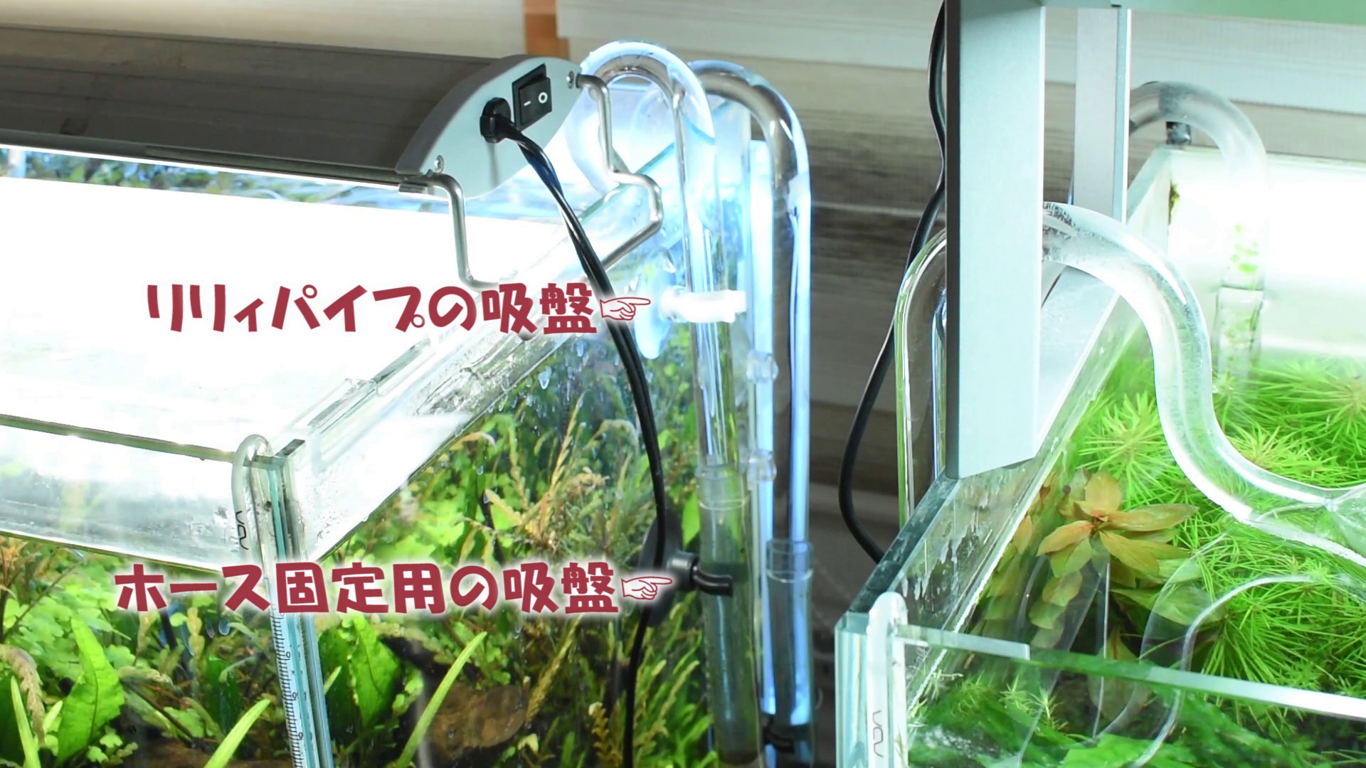 ADA リリィパイプ V-7 吸水ガラスパイプ - 魚用品/水草